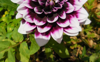 Spiders Can Say A Lot