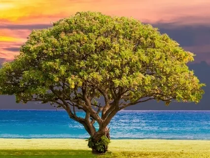 Spine And Spirit Restoration Affirmations