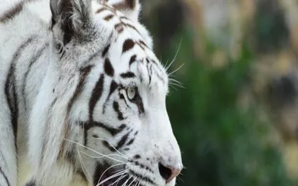 Spirit Animal Connection Journey - Magical Land Meditation