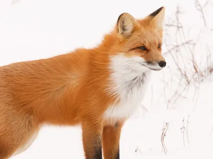 Spirit Animal Guide Meditation