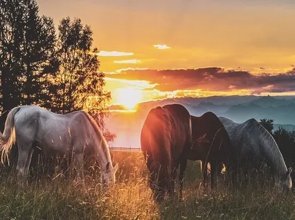 Spirit Animal Journey Meditation