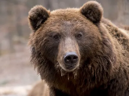 Spirit Animal Medicine - Bear (Introspection)