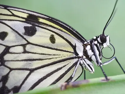 Spirit Animal Medicine - Butterfly (Transformation)