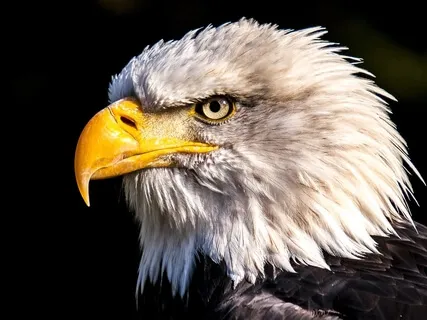 Spirit Animal Medicine - Eagle (Spirit)