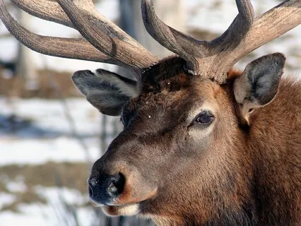 Spirit Animal Medicine - Elk (Stamina)