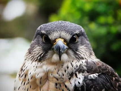 Spirit Animal Medicine - Hawk (Messenger)