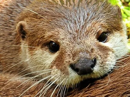 Spirit Animal Medicine - Otter (Woman Medicine)