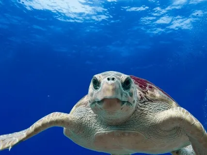 Spirit Animal Medicine - Turtle (Mother Earth)