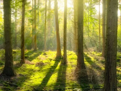 Spirit Animal Meditation