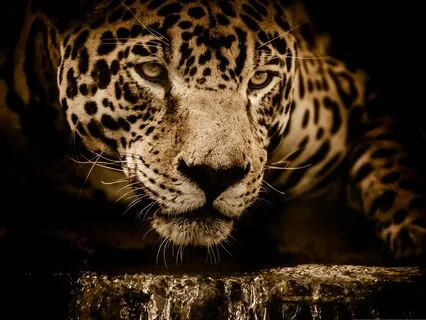 Spirit Animal Meditation: Embody Your Primal Wisdom