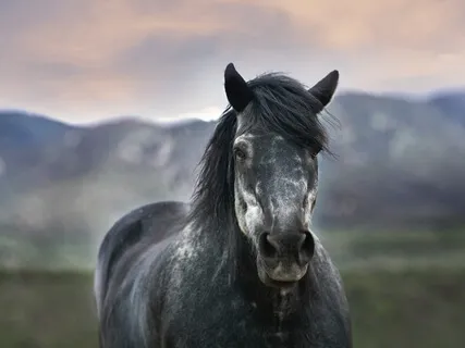 Spirit Animal Meditation