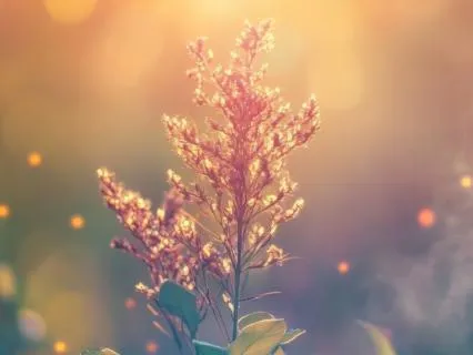 Spirit Guide Message Chosen For You | Sleep & Receive
