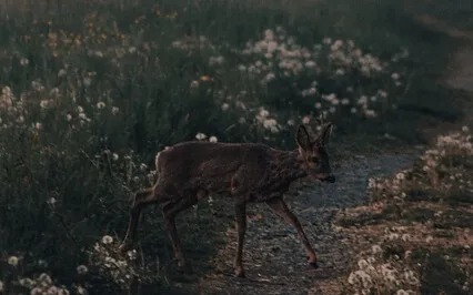 Spirit Of Nostalgia (1)