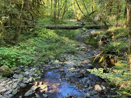 Spirit Of The Forest