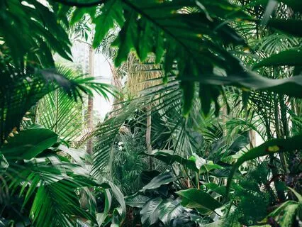 Spirit Of The Rainforest - Harp And Tropical Soundscape