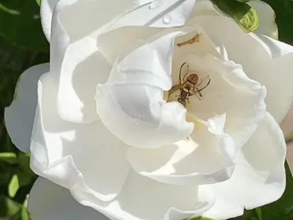 Spirit Speaks: Message From God