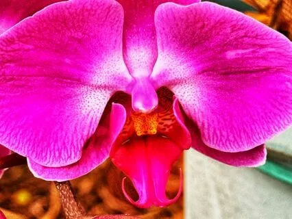 Spirit To Form And Back Again