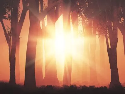 Spiritual Ceremony & Communication: The Tree Of Life