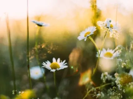 Spiritual Friendship