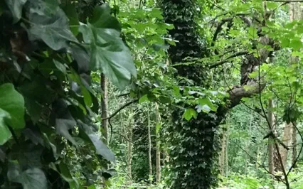 Spiritual Nutrition Walking Meditation