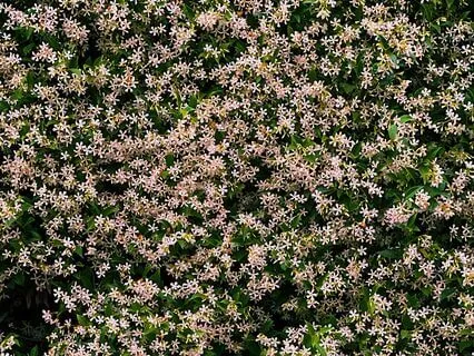 Spiritual Pause:  Busyness