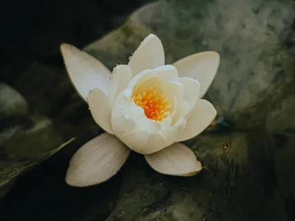 Spiritual Self-Inquiry Talk