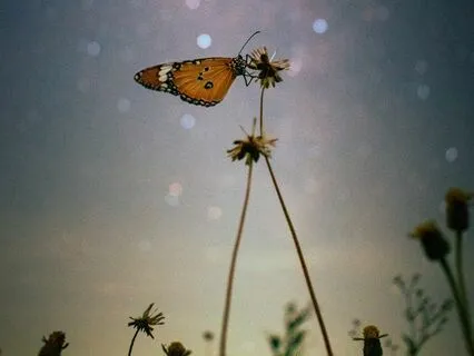 Spiritual Sleep Story: Shapeshifting Into The Butterfly