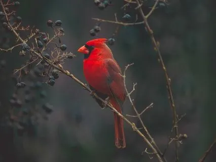 Spiritual Sleep Story: Shapeshifting Into The Cardinal