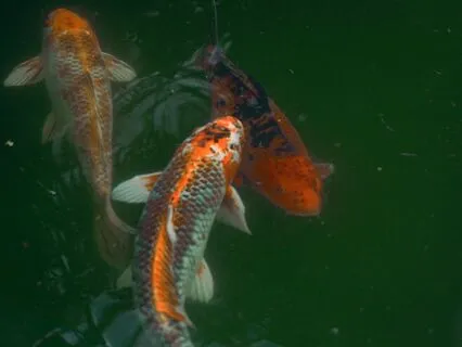 Spiritual Sleep Story: Shapeshifting Into The Koi Fish