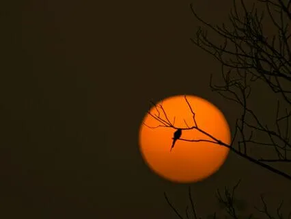 Spiritual Sleep Story: Shapeshifting Into The Nighthawk