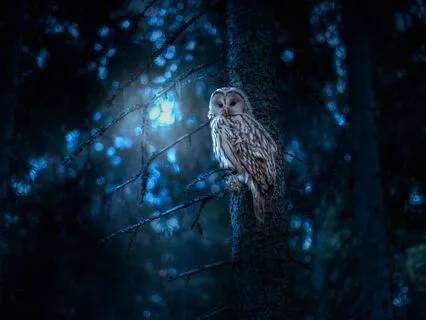 Spiritual Sleep Story: Shapeshifting Into The Owl