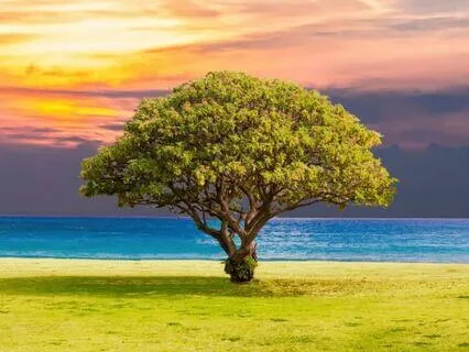 Devotional Contemplative Tantra