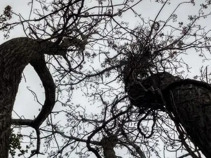 Spiritual Teaching Of Quan Yin - The Tree Of Me