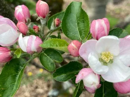 Spiritual Wisdom From The Apple Tree