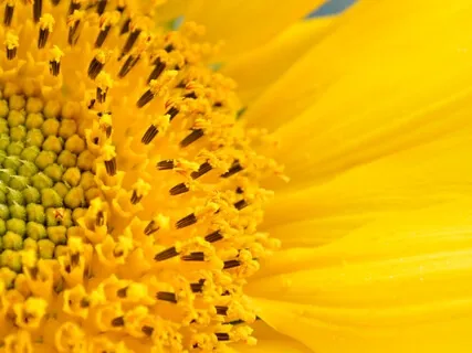 Spleen Chakra Balance