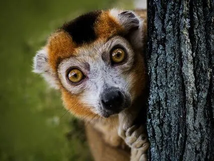 Spontaneous Attention Meditation: Create Flexible Uber-Focus