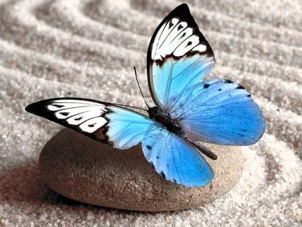 Spread Your Wings And Fly