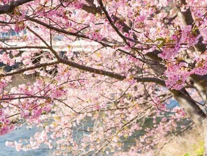 Spring Ambiance With Cherry Blossoms Gentle River