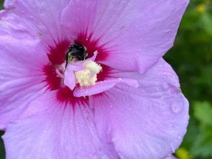 Spring Awakening Meditation: The Body As A Blooming Garden