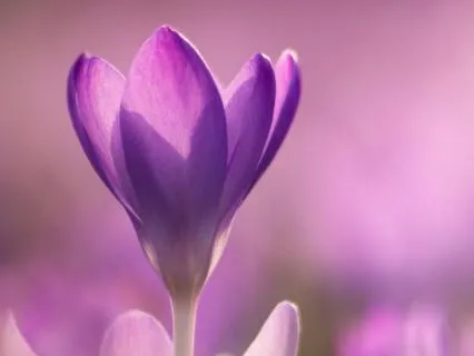 Spring Awakening Prayer