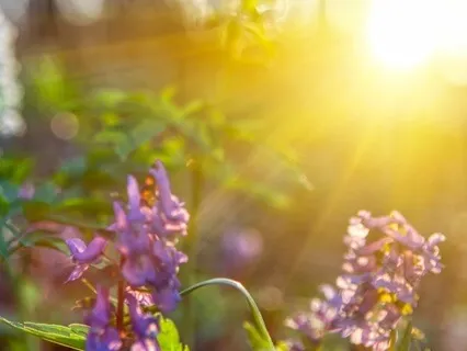 Spring Awakening: Yoga Nidra For Renewal And Growth