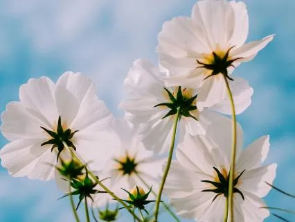 Spring Awakening: Yoga Nidra For Renewal & Growth