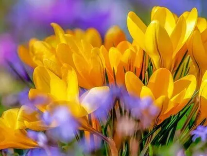 Spring Awakens: A Poem For Renewal, Rebirth & Awakening