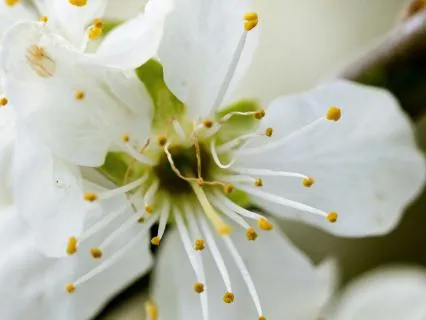 Spring Balancing Breathwork For Nervous System Regulation