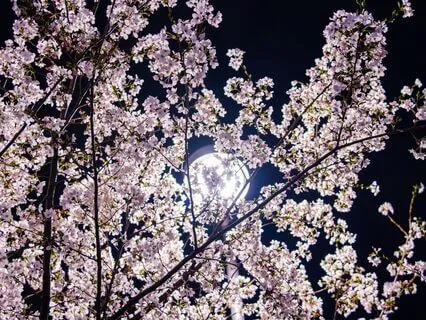 Spring Ball At The Castle: Healing Sleepy Journey