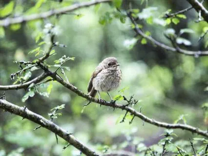 Spring Birds Singing For Sleep