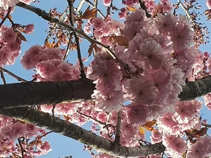 Spring Blossom Nidra