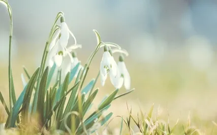 Spring Cleaning Meditation