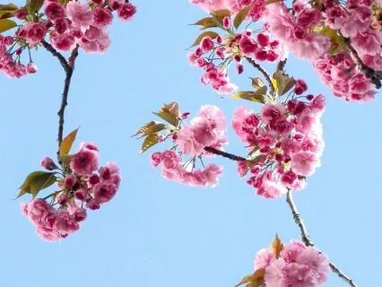 Spring Cleaning Meditation