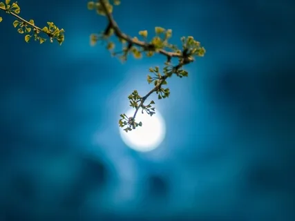 Spring Collection For Deep Sleep